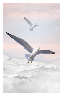 Journey Home Clouds Birds Pink